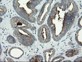 CLEC4E / MINCLE Antibody (clone OTI2H4, Carrier-free)