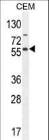 NFKBIL1 Antibody (aa256-285)