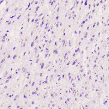 ELAVL2 / HUB Antibody