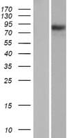 PIK3R6 Protein (Over-Expression Lysate Myc-DDK (Flag))