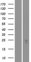STARD4 Protein (Over-Expression Lysate Myc-DDK (Flag))