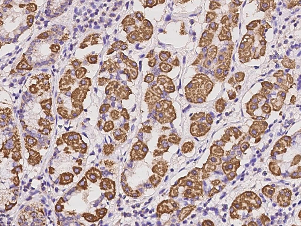NNT Antibody