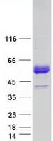Human ERMAP / SC Protein (Recombinant Myc-DDK (Flag))