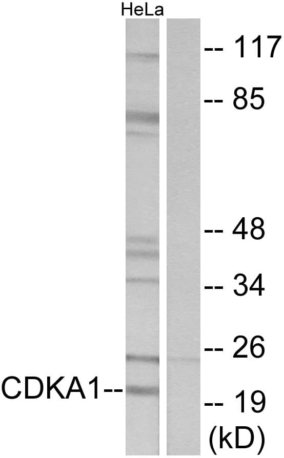 IHC-plus™ CDK2AP1 / DOC1 Antibody (aa51-100)