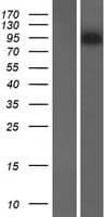 AMER3 / FAM123C Protein (Over-Expression Lysate Myc-DDK (Flag))