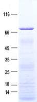 Human CASP8 / Caspase 8 Protein (Recombinant His, N-Terminal)