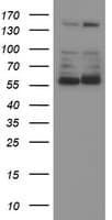PPAT Antibody (aa42-278, clone OTI1B8)