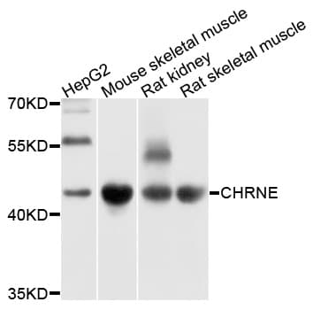 CHRNE Antibody