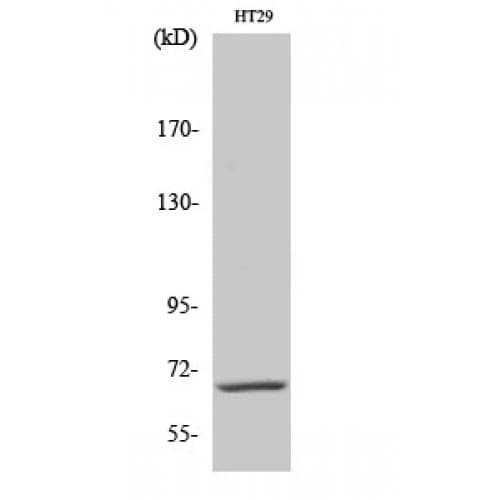 IK3-1 / CABLES1 Antibody (530-610 aa, C-terminal)