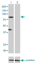 KF1 / RNF103 Antibody (clone 3E7)
