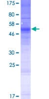 Human OR13C9 Protein (Recombinant GST)