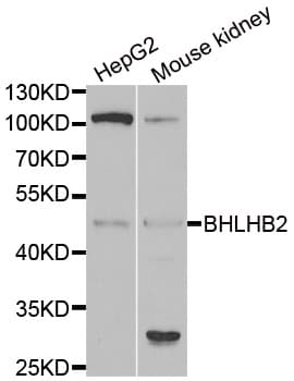 BHLHB2 / DEC1 Antibody