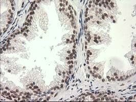 PRKCE / PKC-Epsilon Antibody (clone OTI4B3, Carrier-free)