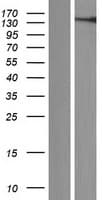VWA3A Protein (Over-Expression Lysate Myc-DDK (Flag))