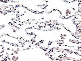 FOXA2 Antibody (clone OTI3C10)