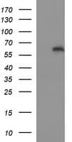 IL10RA Antibody (clone OTI1G10)