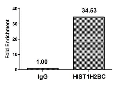 Polyclonal Rabbit anti-Human HIST1H2BN Antibody (IHC, IF)
