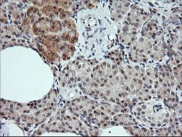 KLK8 / Kallikrein 8 Antibody (clone OTI10F9)