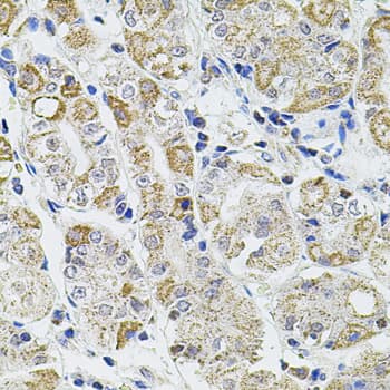 CASP12 / Caspase 12 Antibody