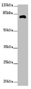 Polyclonal Rabbit anti-Human ZFYVE1 / DFCP1 Antibody (IHC, WB)