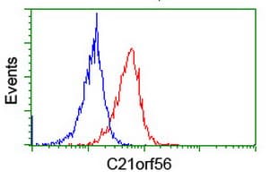 SPATC1L / C21orf56 Antibody (clone OTI1H6)