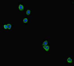 GAL4 / Galectin 4 Antibody