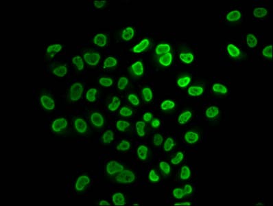 Polyclonal Rabbit anti-Human HIST1H4I Antibody (IF)