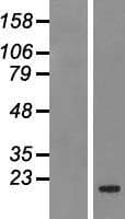 BCL2A1 Protein (Over-Expression Lysate Myc-DDK (Flag))