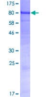 Human GALNT15 / GALNTL2 Protein (Recombinant GST)