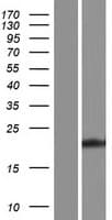 MOG1 / RANGRF Protein (Over-Expression Lysate Myc-DDK (Flag))