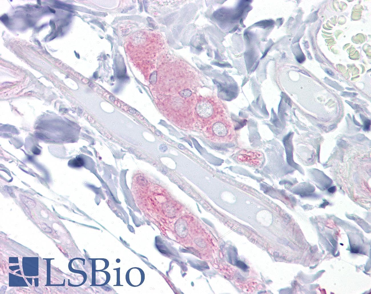 DPYSL3 / CRMP4 Antibody (Internal)
