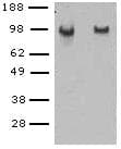 CD144 / CDH5 / VE Cadherin Antibody (clone BV14)