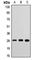 ETHE1 Antibody