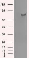 SATB1 Antibody (clone OTI13D6)