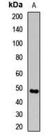 STRADA / LYK5 Antibody