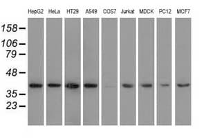 HIBCH Antibody (clone OTI1C7)
