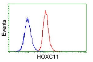 HOXC11 Antibody (clone OTI4B8)