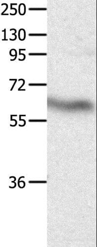 DPYSL4 / CRMP3 Antibody