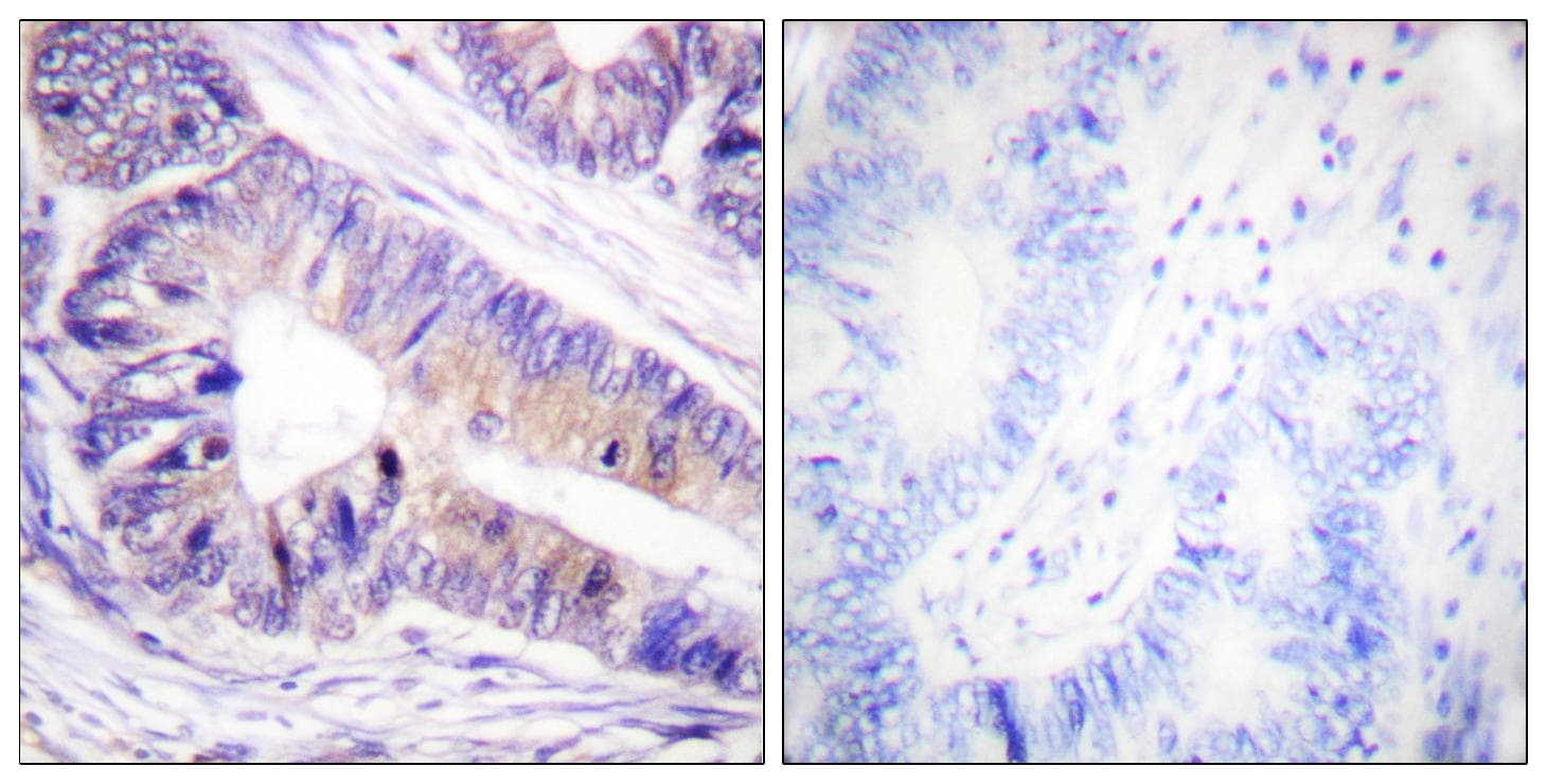 YWHAZ / 14-3-3 Zeta Antibody (p232)