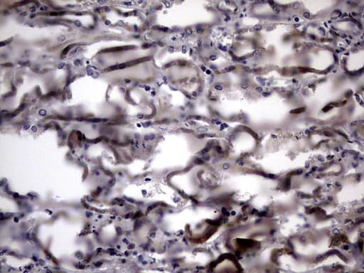 IL20 Antibody (aa25-176, clone OTI2B8)