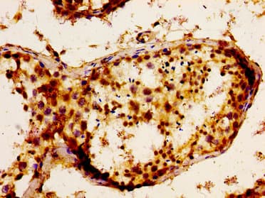 FGF17 Antibody