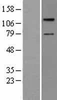 TAOK2 / TAO2 Protein (Over-Expression Lysate Myc-DDK (Flag))