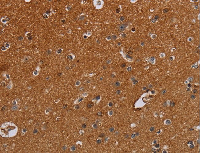 IFRD1 / TIS7 Antibody