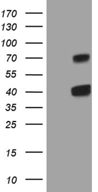 CLEC1A / CLEC-1 Antibody (clone OTI1H8, Carrier-free)