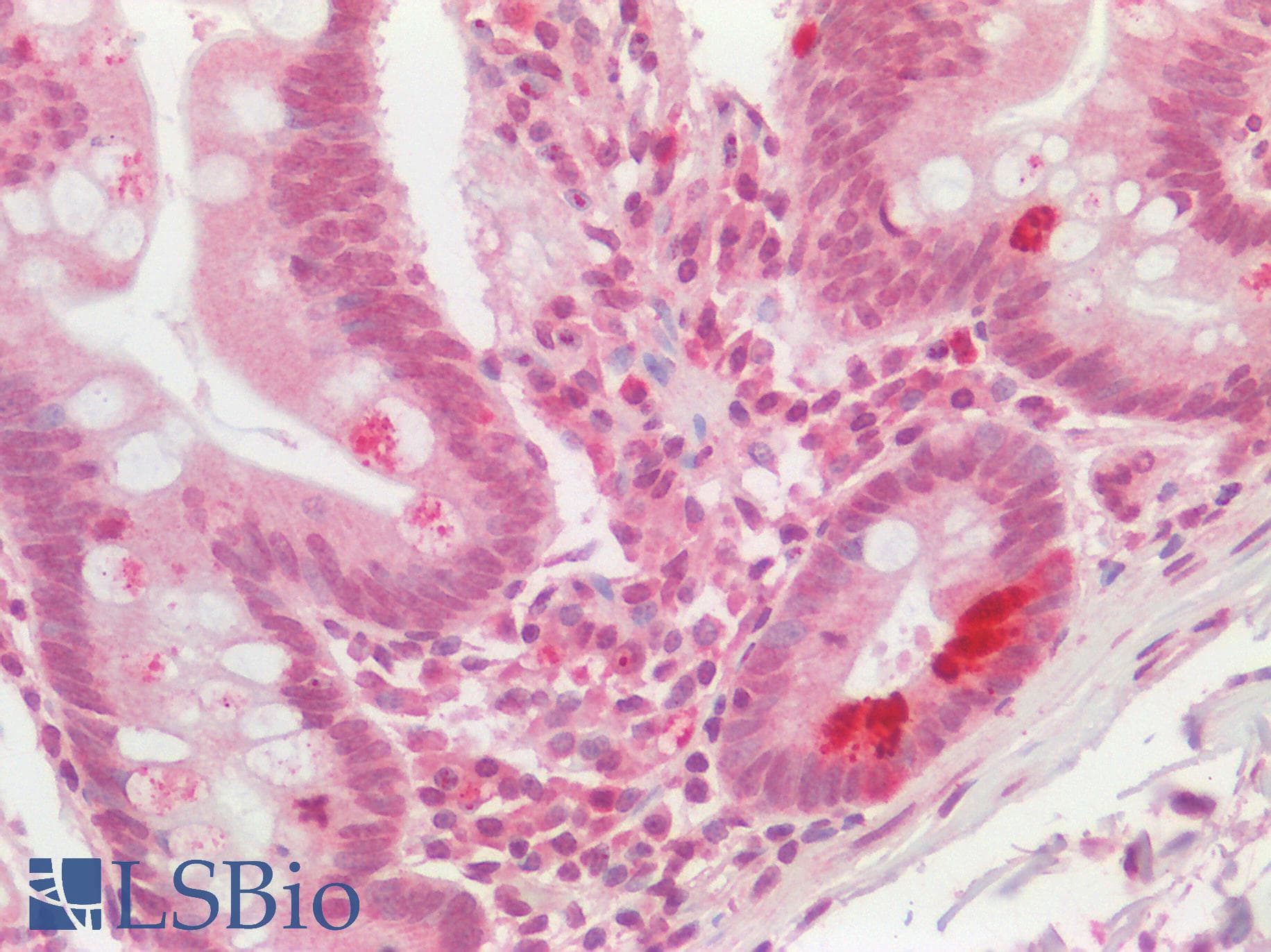 Polyclonal Rabbit anti-Human HS2ST1 Antibody (aa252-301, IHC, WB)