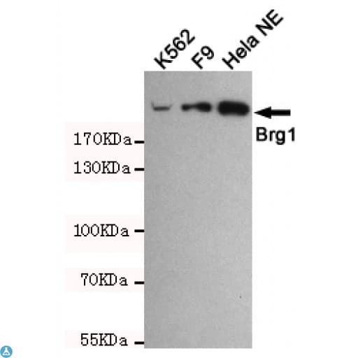 SMARCA4 / BRG1 Antibody