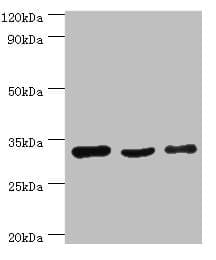Polyclonal Rabbit anti-Human Prohibitin 2 / PHB2 Antibody (aa1-299, IHC, WB)