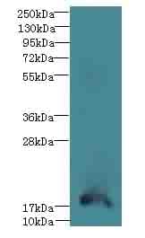 TRAPPC6B Antibody