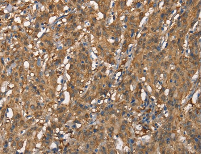 CDC25A Antibody