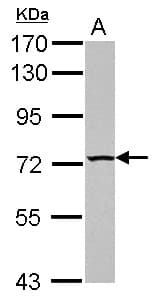 TBC1D15 Antibody (N-Terminus)